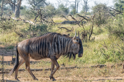 Side view of a blue wildebeest walking