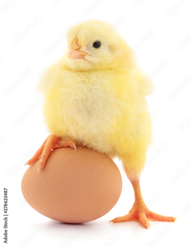 Obraz premium Chicken and egg.