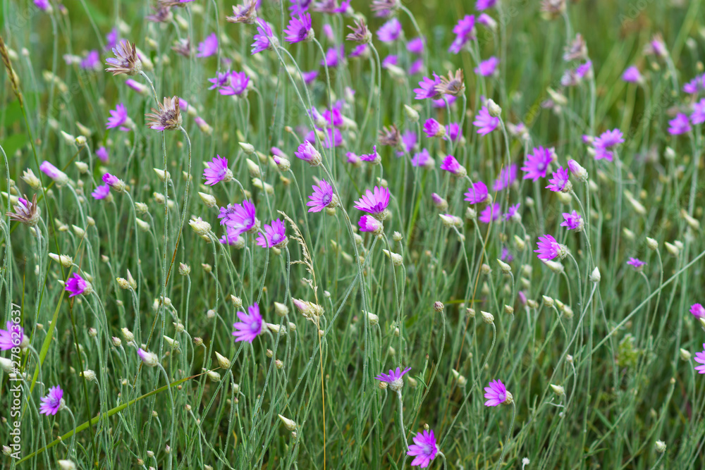 Natural pattern of liliac wildflowers. selective focus. Natural pattern of liliac wildflowers. selective focus.