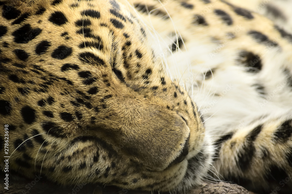 Fototapeta premium Amur leopard close up