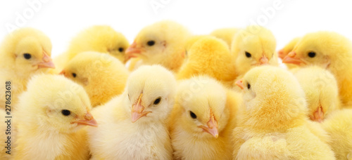 Fotografie, Tablou Group of little chicks.