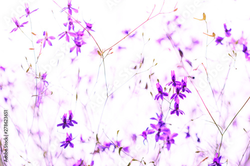 Natural pattern of violet wildflowers on white background. selective focus. © Anna