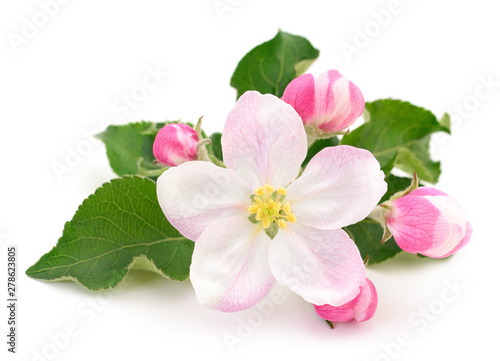 Apple flowers with leaves.