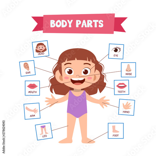 Vector Illustration Of Human Body