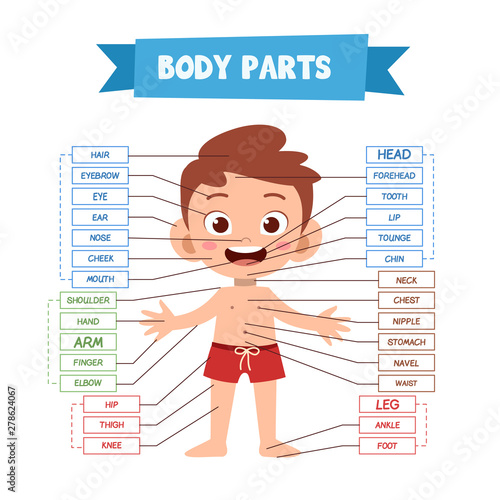 Vector Illustration Of Human Body