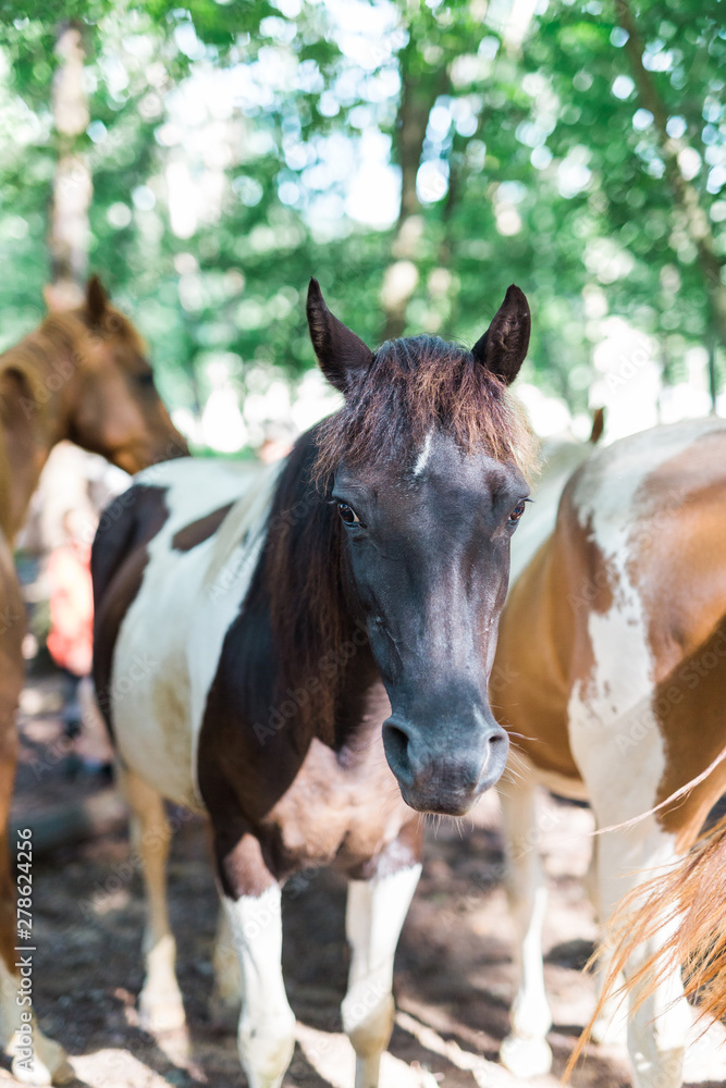 Obraz premium American Paint Pony Quarter Horse and Saddle Bred