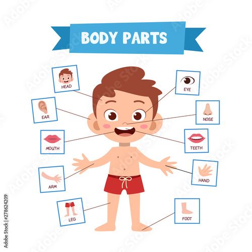 Vector Illustration Of Human Body