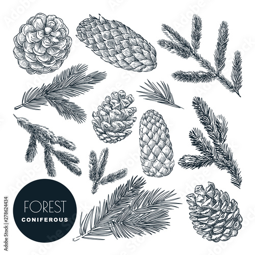 Pine and spruce tree branches and cones set. Vector sketch hand drawn illustration. Christmas, New Year design elements