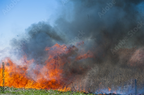 Fire, strong smoke. Burning reed in the swamp. Natural disaster © SGr