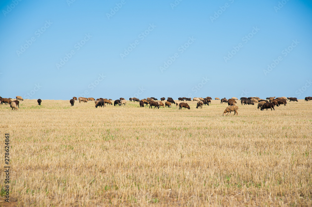 Flock of sheep on the meadow