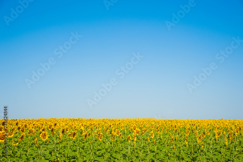 Sunflower field. Summer landscape