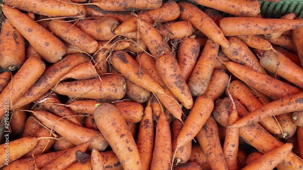 Fresh organic carrots close up Fresh organic carrots close up