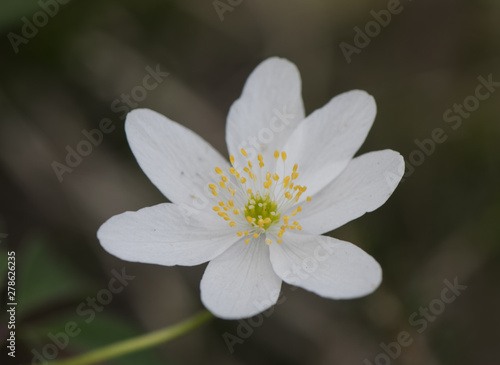 Anemone nemorosa delicate white alpine flower