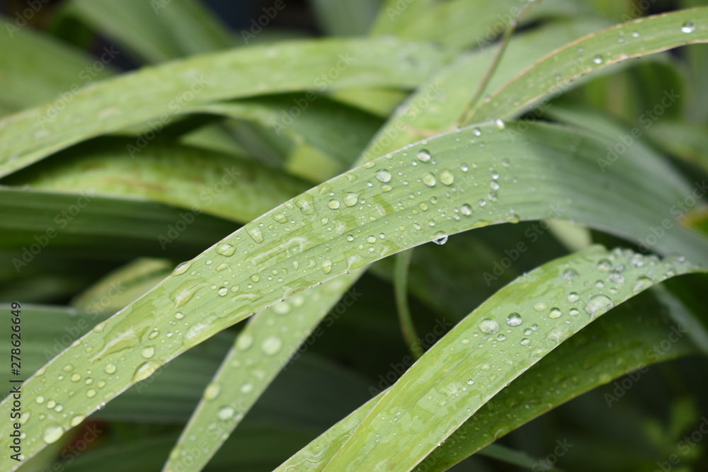 Fresh grass with dew drops in the morning. Fresh grass with dew drops in the morning.