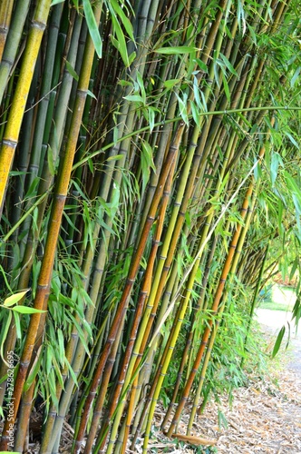 Bamboo forest in the botanical garden at the Belvedere castle in Vienna