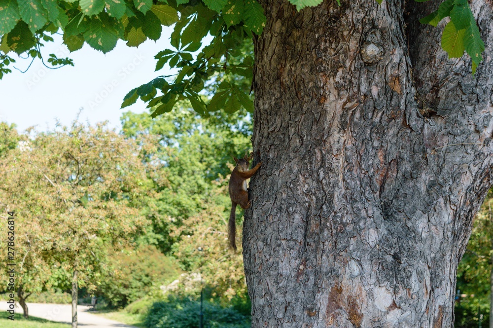 Fototapeta premium squirrel on a tree