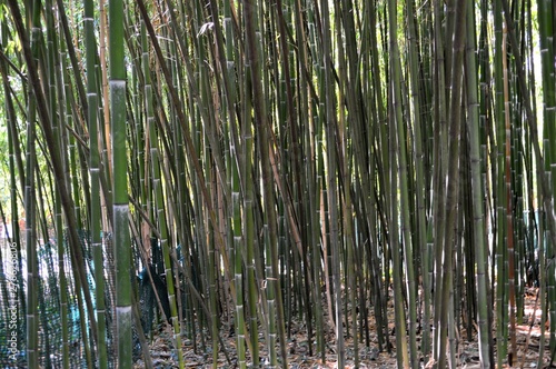 Bamboo forest in the botanical garden at the Belvedere castle in Vienna
