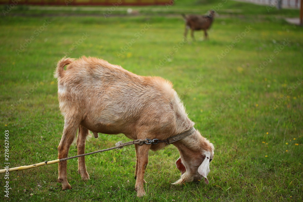 Fototapeta premium goat on green grass