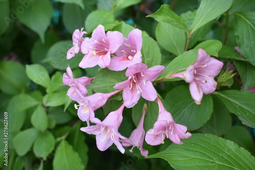 pink flowers in the garden