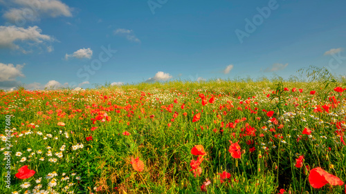 Field of ripening cereal  Poland around the town of Sztum