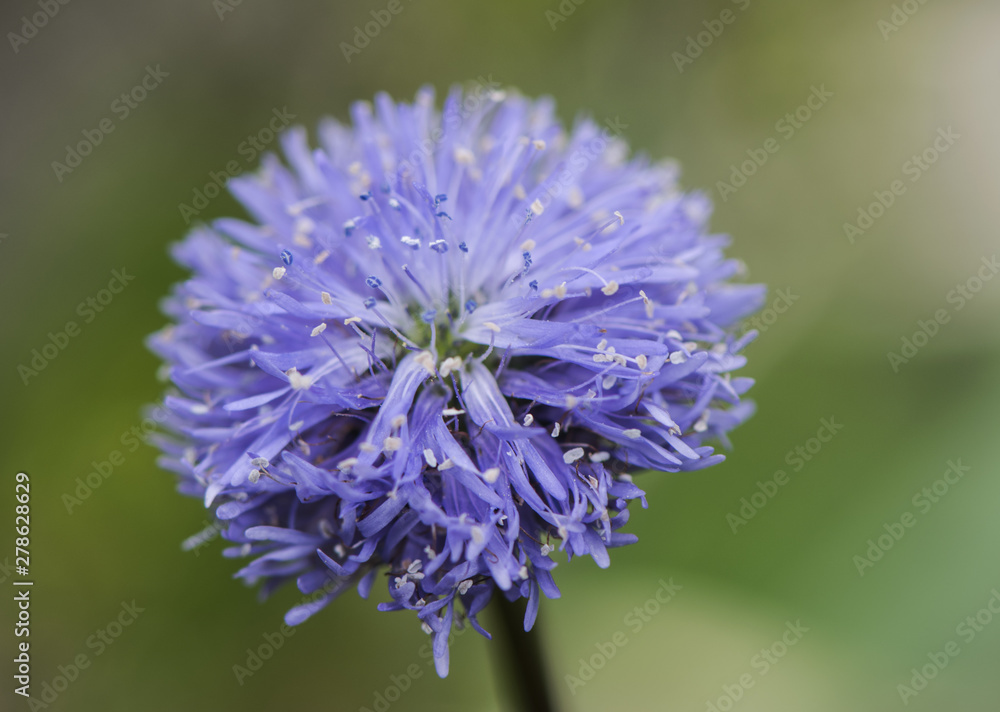 Globularia nudicaulis beautiful bluish purple flowers of the family Globulariaceae Globularia nudicaulis beautiful bluish purple flowers of the family Globulariaceae