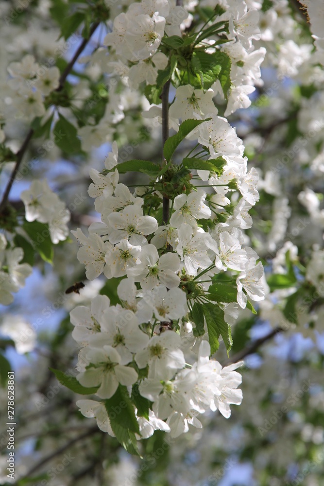 Weiße Kirschblüten im Frühling