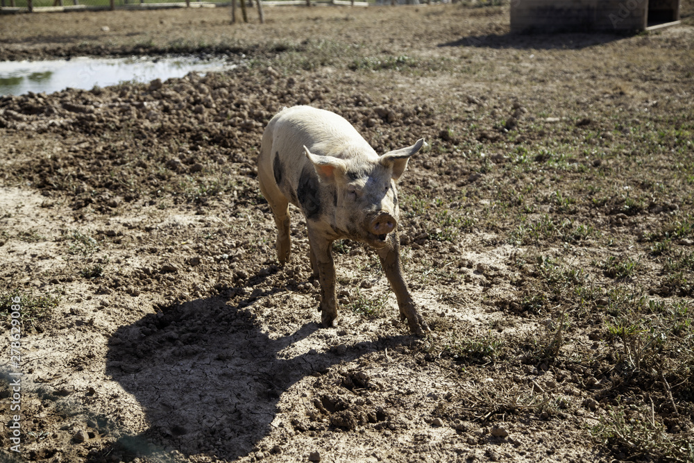 Pigs on farm Pigs on farm