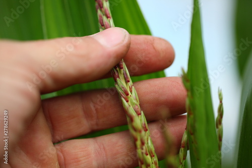 corn field hand 