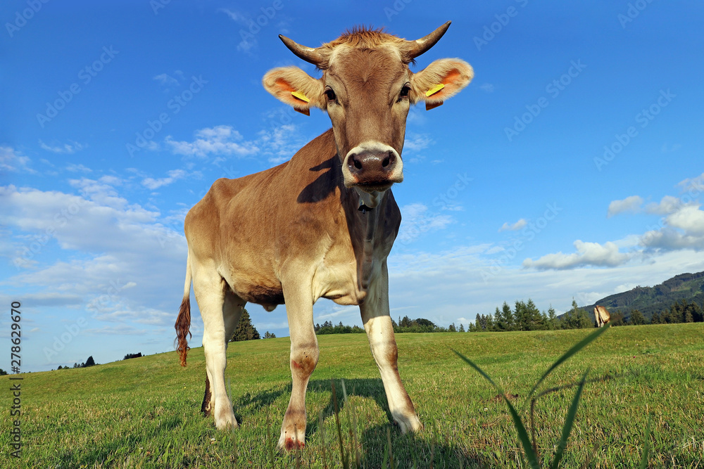 Eine hübsche junge braune Milchkuh mit Hörnern und Glocke auf einer Weide in Bayern Eine hübsche junge braune Milchkuh mit Hörnern und Glocke auf einer Weide in Bayern