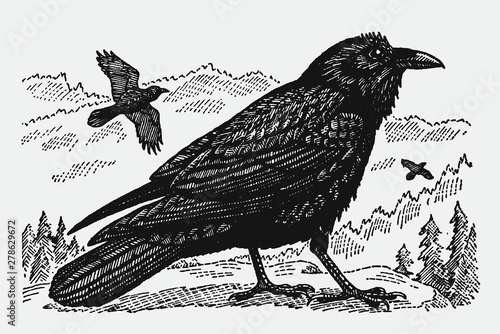 A common raven corvus corax sitting on a rock in a mountain landscape, two others flying. Illustration after a historical engraving from the early 20th century