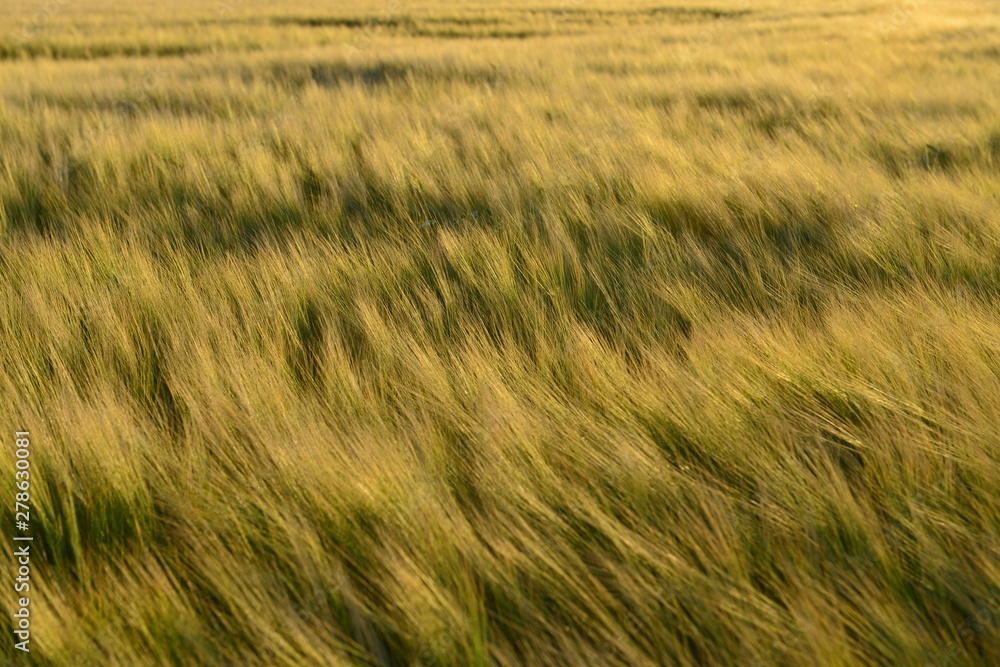 Wheat field, Jersey, U.K. Agriculture and backgrounds. Wheat field, Jersey, U.K. Agriculture and backgrounds.