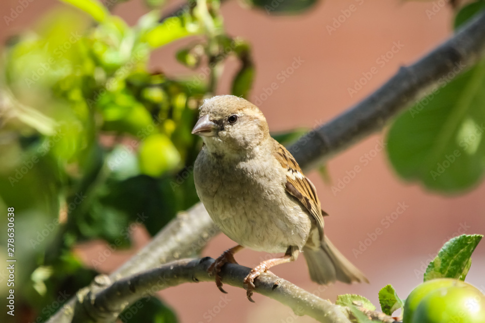 house sparrow house sparrow
