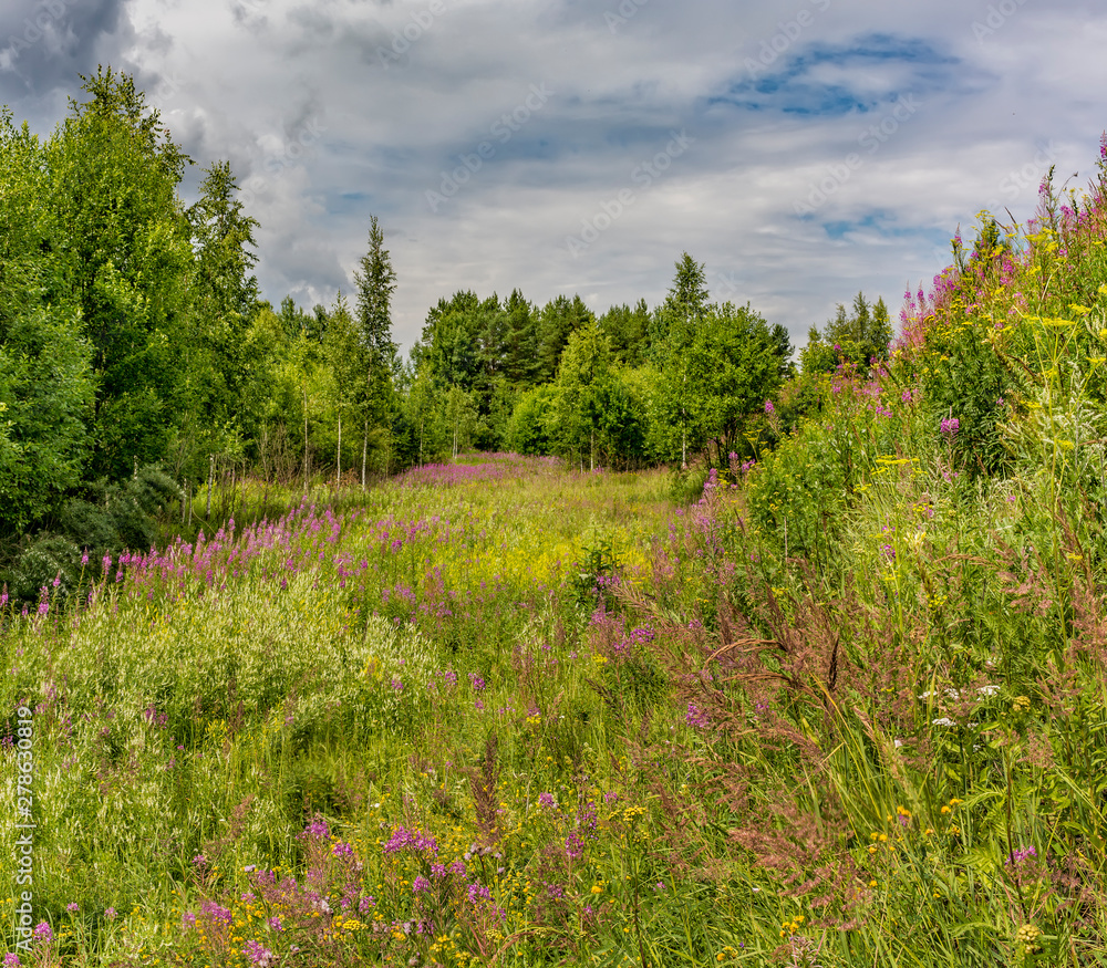 Fototapeta premium Summer landscape cloudy sky and blooming Ivan-tea in the Leningrad region.