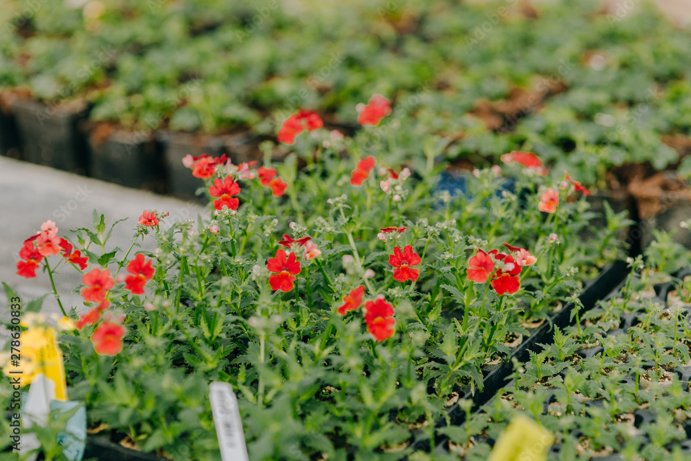 Close up of Flower and Vegetable Seedings in Greenhouse