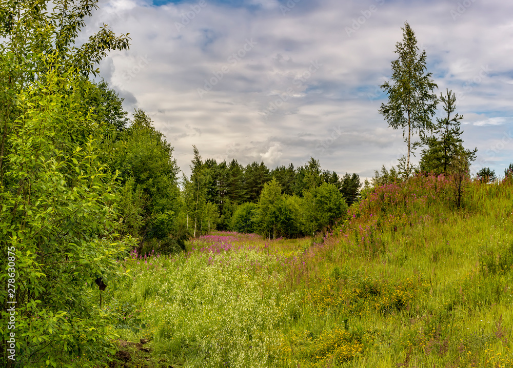 Summer landscape cloudy sky and blooming Ivan-tea in the Leningrad region. Summer landscape cloudy sky and blooming Ivan-tea in the Leningrad region.