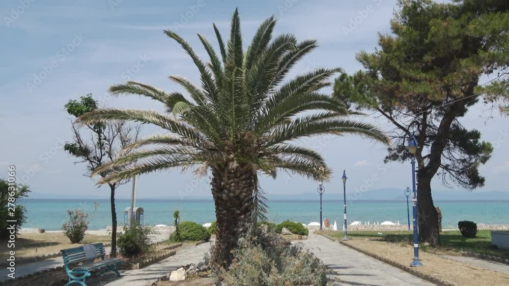 Palm tree in the park at the Sea Palm tree in the park at the Sea