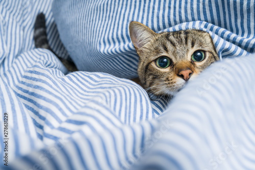 Beautiful short hair cat lying on the bed at home photo