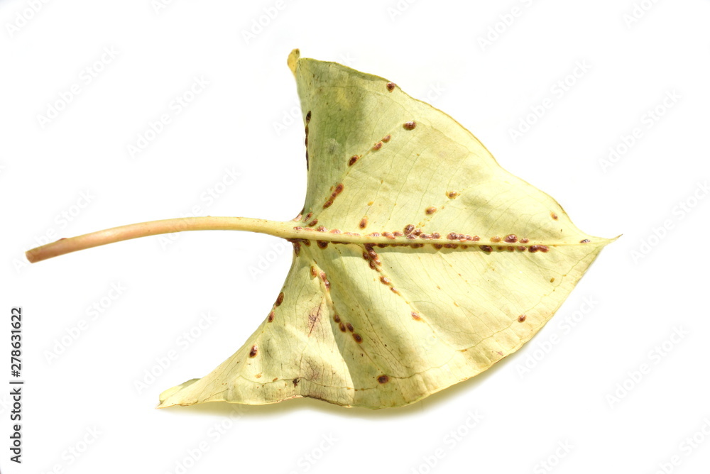 Fototapeta premium Leaf heavily infested by scale insects coccoidea isolated on white background