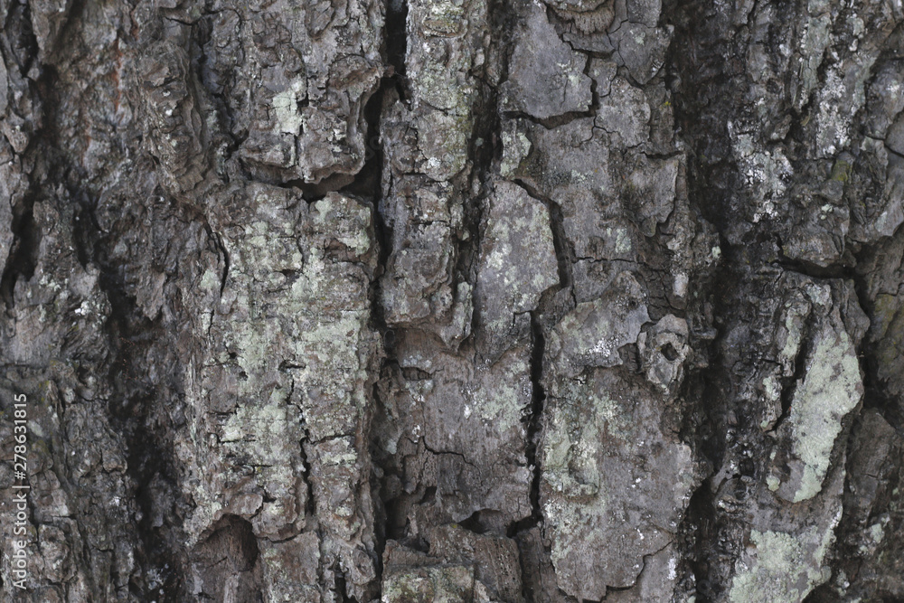 background of old tree back