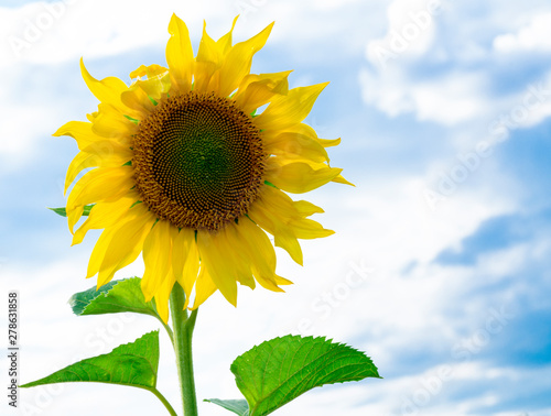 Sunflower Against The Sky