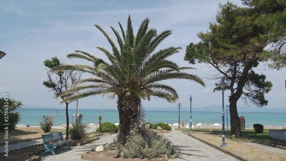 Palm tree in the park at the Sea Palm tree in the park at the Sea
