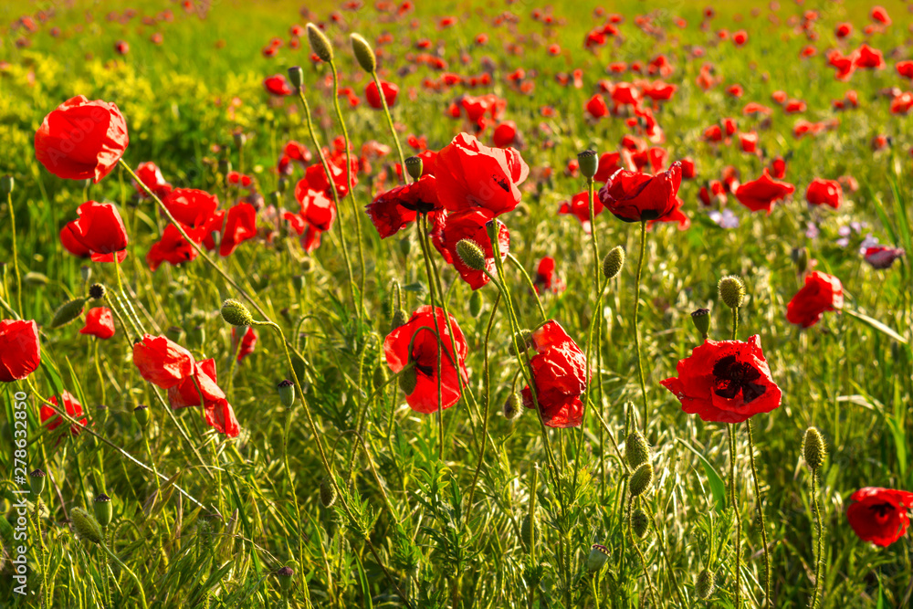 Obraz premium Wild Poppy Field