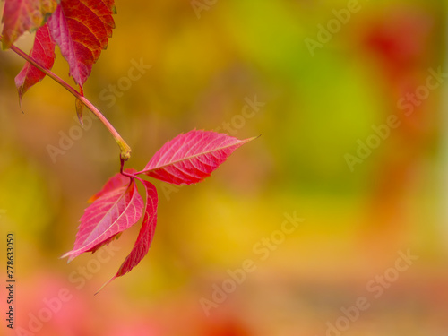 Red leaves of wild grapes on a blurred background. Autumn colored leaves in the sun. Background from multicolored leaves. Copy space
