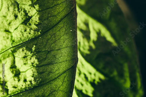 Dead dry coffee plant leaves. Macro. Structure of leaves. Veins, midribs. Dust particles on plant photo