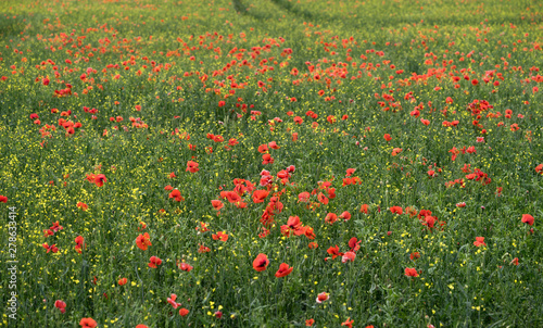 Field full of bright red poppies, some yellow Turkish wartycabbage (Bunias orientalis) blossoms and half ripe corn heads. Blurred background with green, yellow and red color splashes. Estonia, Europe.