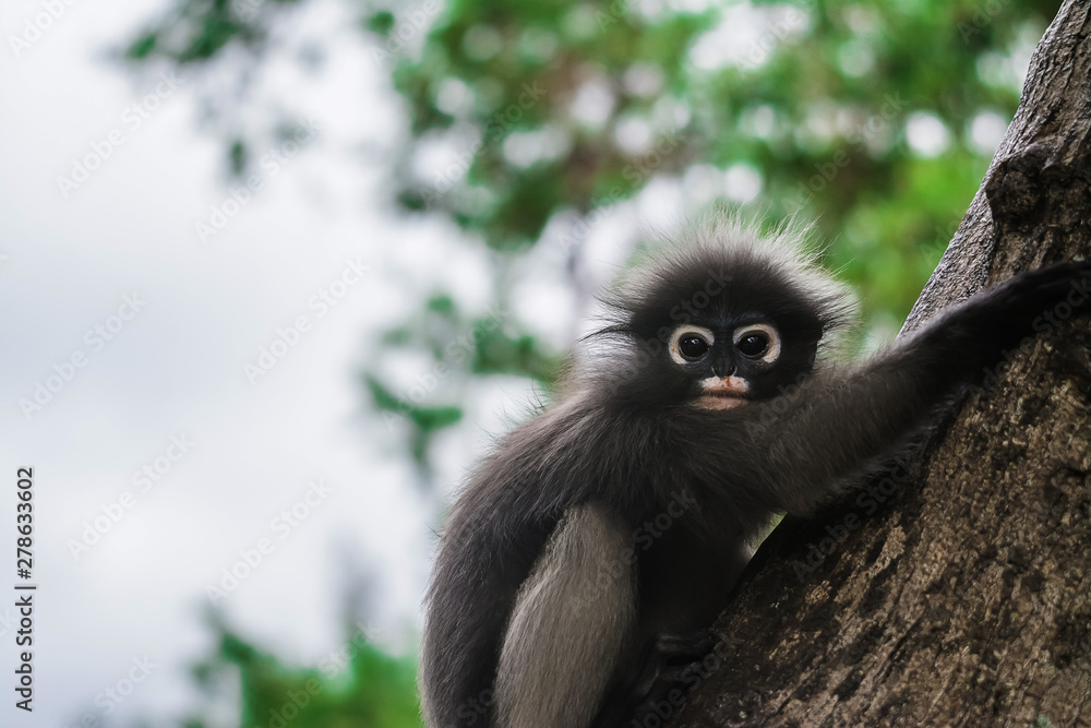 Dusky leaf monkey in Thailand Dusky leaf monkey in Thailand