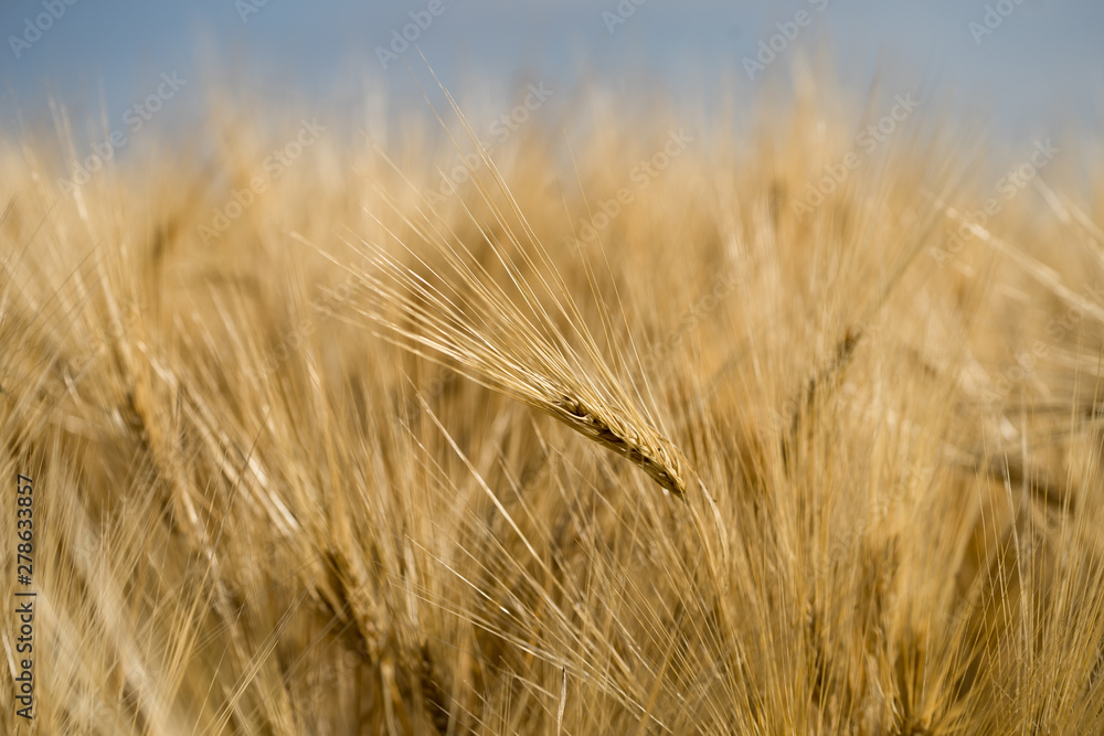 Heads of a barley (Latin: Hordeum vulgare) in blurred background of the huge crop field. Early morning with low sun that casts golden light over the field in wind. Mid July in Estonia, Europe. Heads of a barley (Latin: Hordeum vulgare) in blurred background of the huge crop field. Early morning with low sun that casts golden light over the field in wind. Mid July in Estonia, Europe.