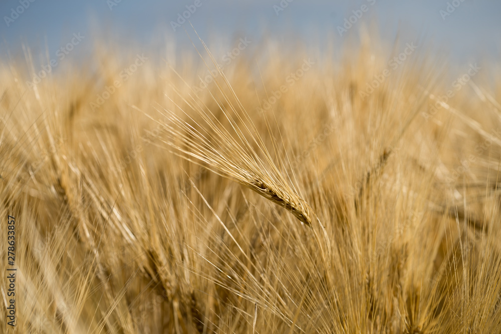 Heads of a barley (Latin: Hordeum vulgare) in blurred background of the huge crop field. Early morning with low sun that casts golden light over the field in wind. Mid July in Estonia, Europe.