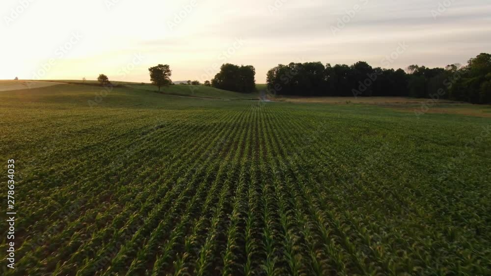Corn field and crops in Lancaster County Farmlands in early morning, 4k Glide shot as sun rises Corn field and crops in Lancaster County Farmlands in early morning, 4k Glide shot as sun rises