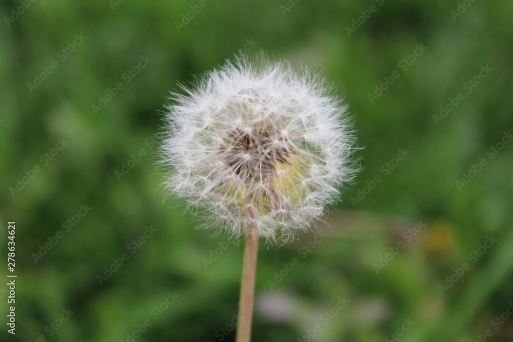 flower flower